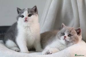 British Shorthair cats - Advert 16
