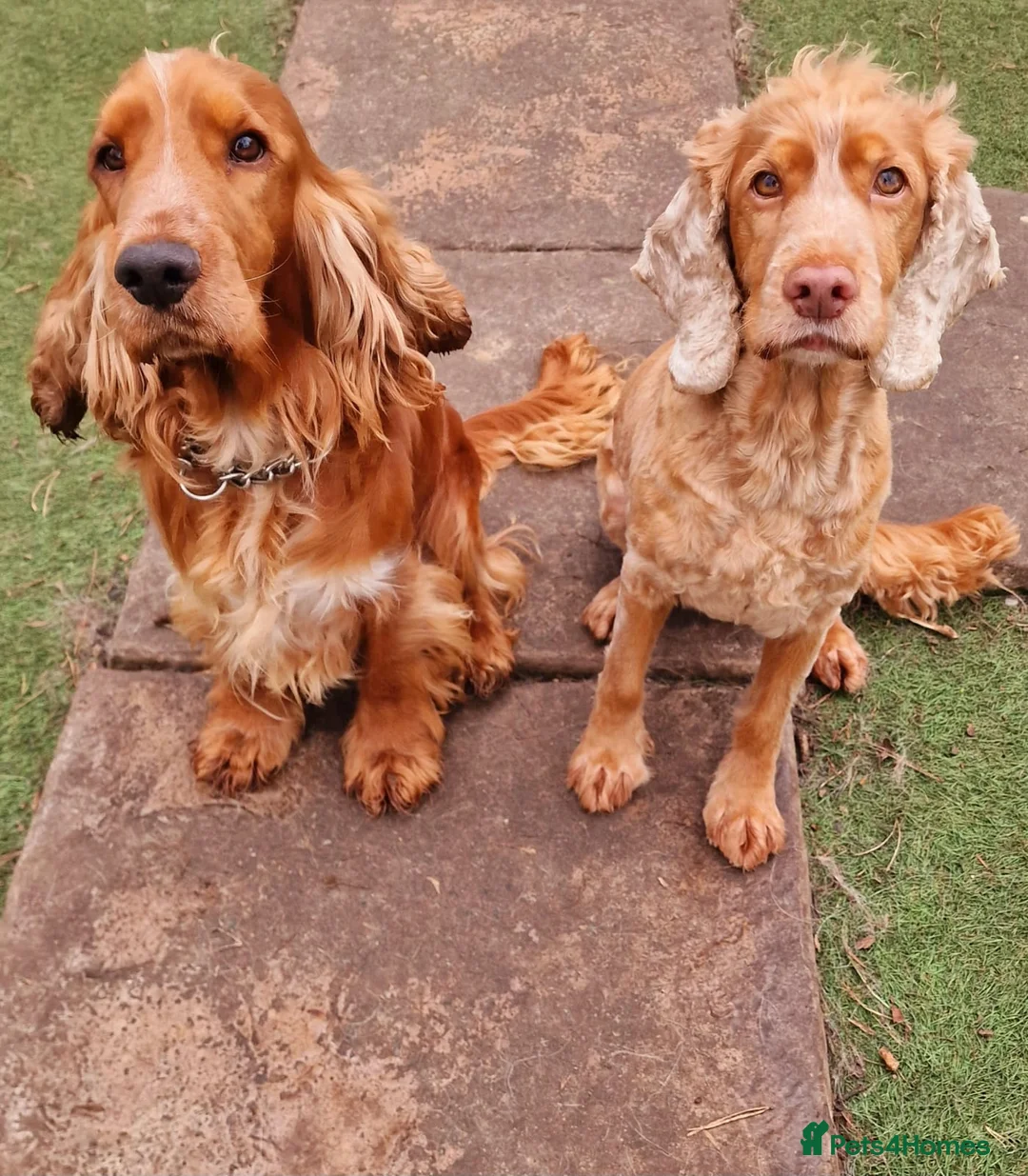 Cocker Spaniel dogs for stud: Stunning KC reg Show Cocker Spaniel for stud in Newport - Advert 4