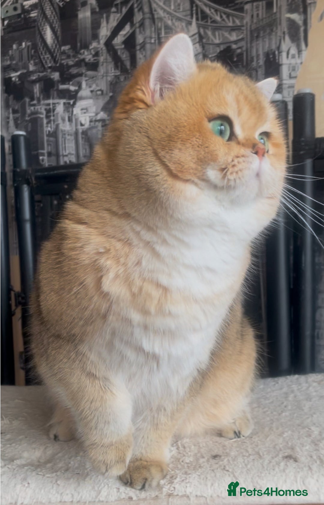 British Shorthair cats for stud: Beautiful BSH Golden Boy Stud Only - Image 7