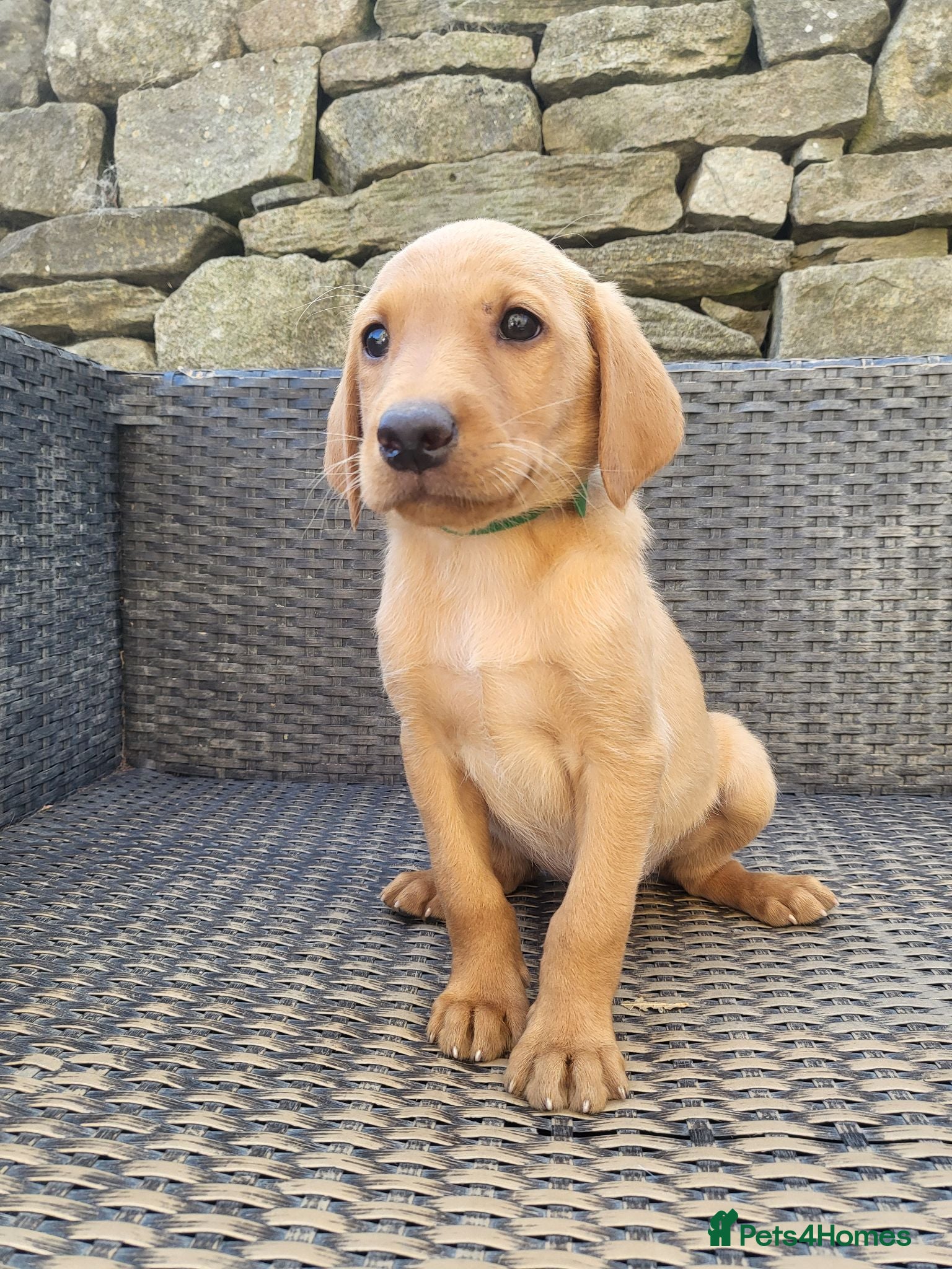 Labrador Retriever dogs Fox Red Labradors - Ready to go NOW KC Reg.  - Advert 1