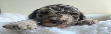 Nova
