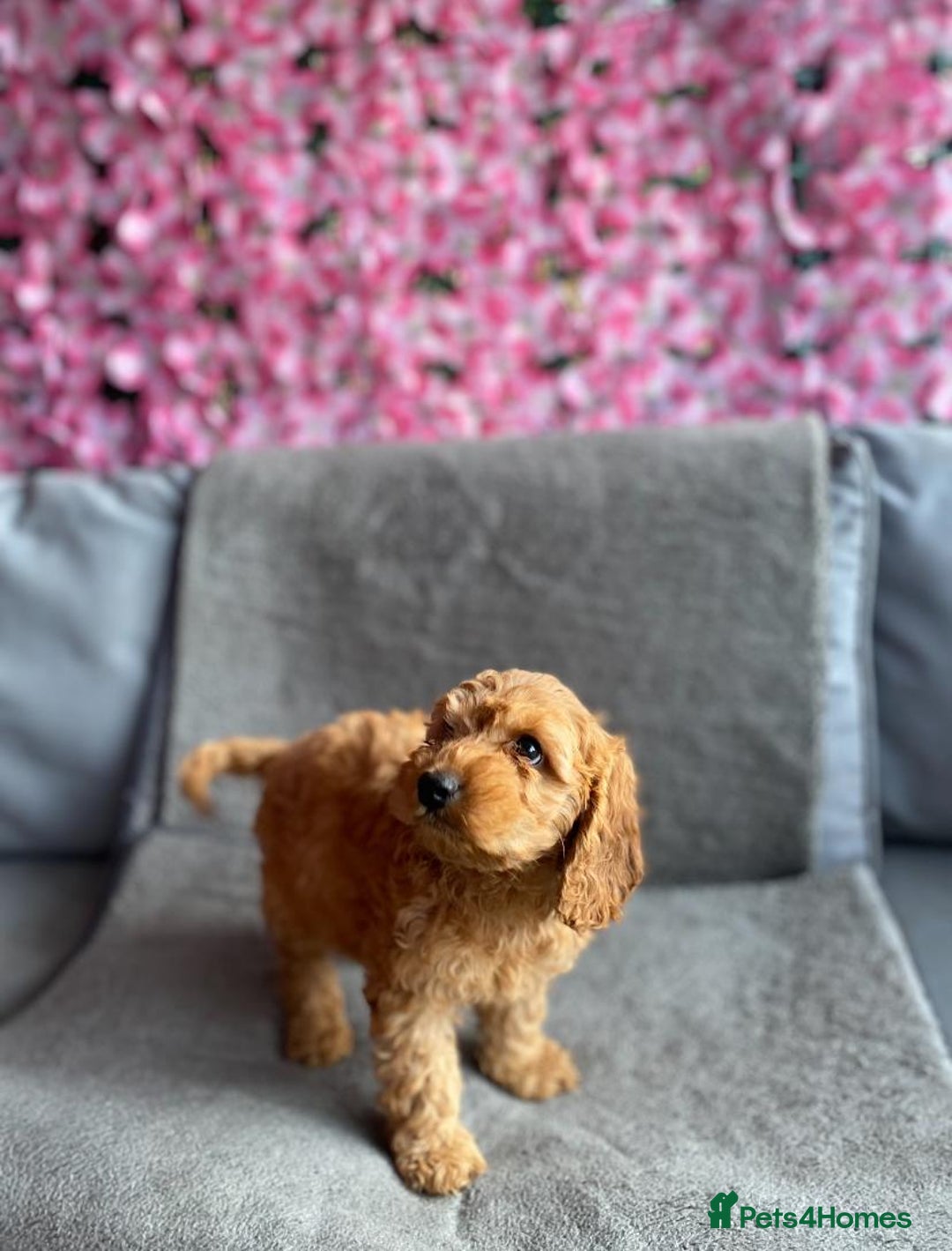 Cavapoo dogs for sale: BEAUTIFUL RED COCKERPOOS PUPPIES ready now!  - Image 1