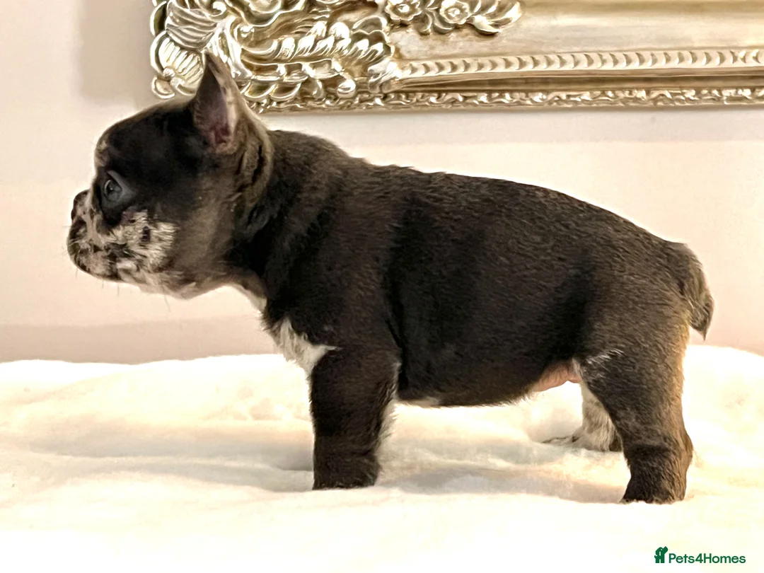 French Bulldog dogs for sale: Trio of French bulldogs 1 female 2 males - Advert 2