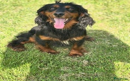 Cocker Spaniel dogs for stud: KC registered Champion bred working cocker  in Middlewich - Image 30