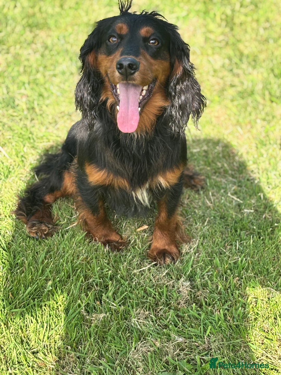 Cocker Spaniel dogs for stud: KC registered Champion bred working cocker  in Middlewich - Image 30