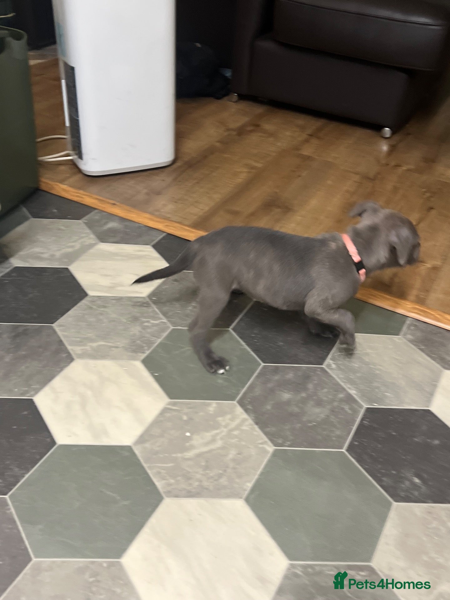 Staffordshire Bull Terrier dogs K. C registered blue Staffordshire puppies - Advert 2