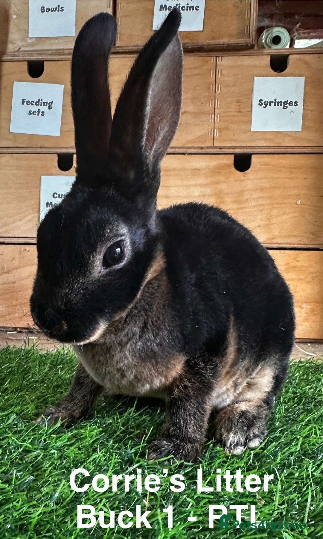 Rex rabbits for sale: Black and Tan Mini Rex  - Image 26