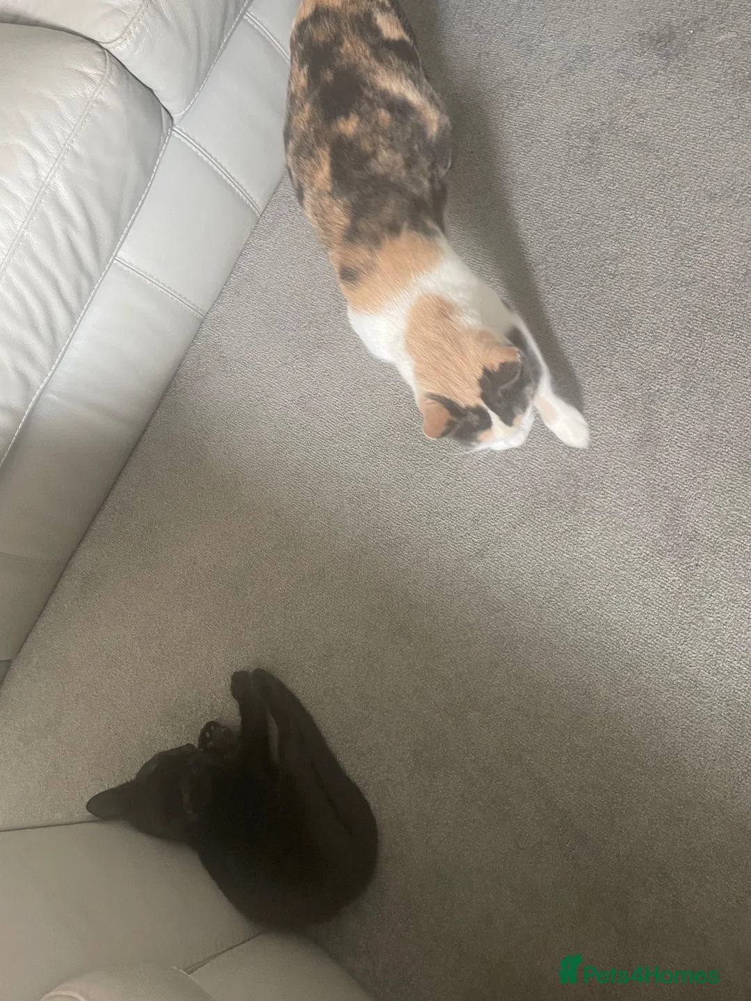 Mixed Breed cats for sale: Gorgeous little boy kitten  in Southampton - Advert 1