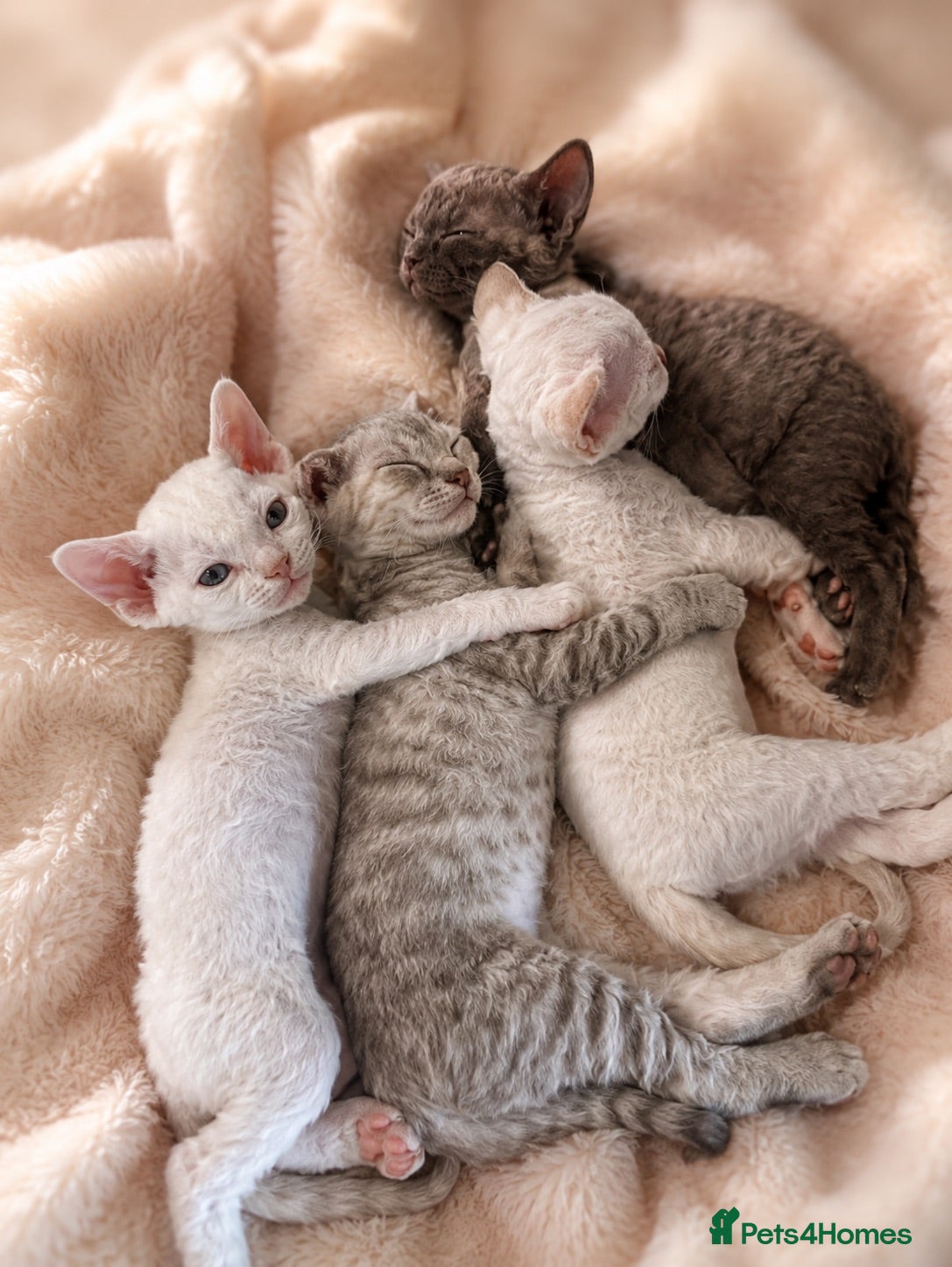 Devon Rex cats 3 stunning Devon Rex Boys Available GCCF - Advert 2