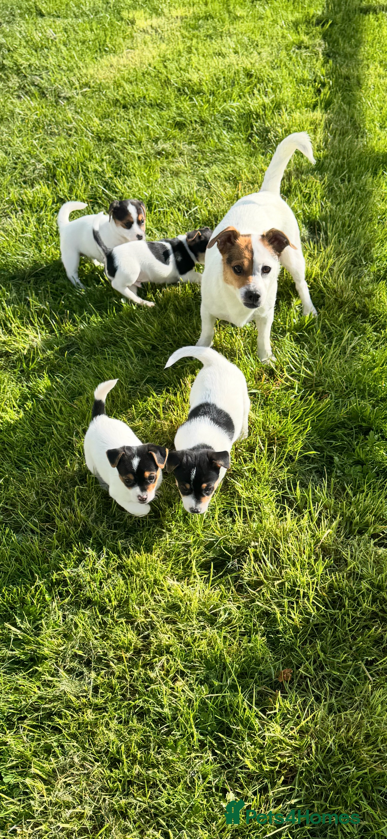 Jack Russell dogs Jack Russell pup - Advert 2