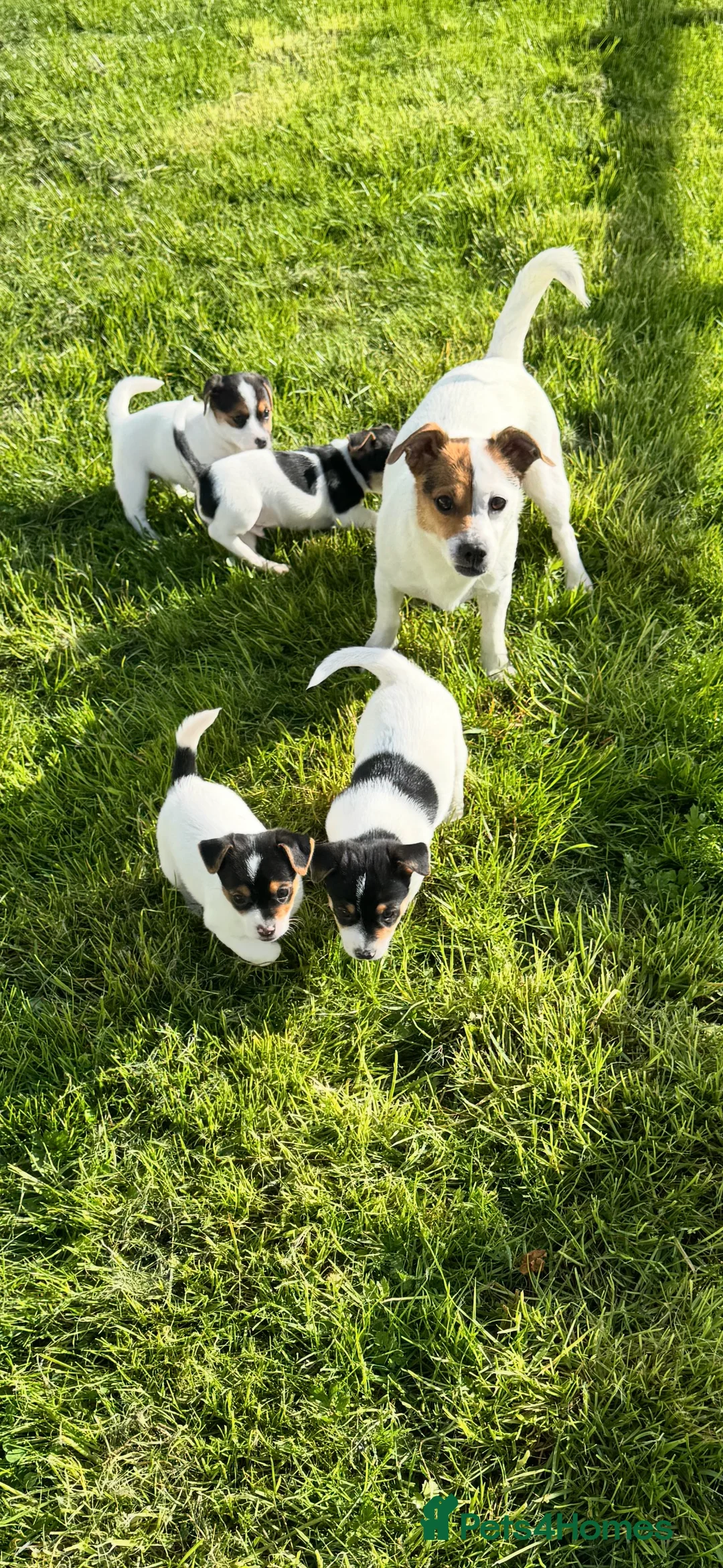 Jack Russell dogs for sale: Jack Russell pup - Advert 1