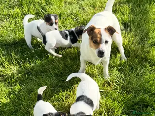 Jack Russell dogs Jack Russell pup - Advert 2