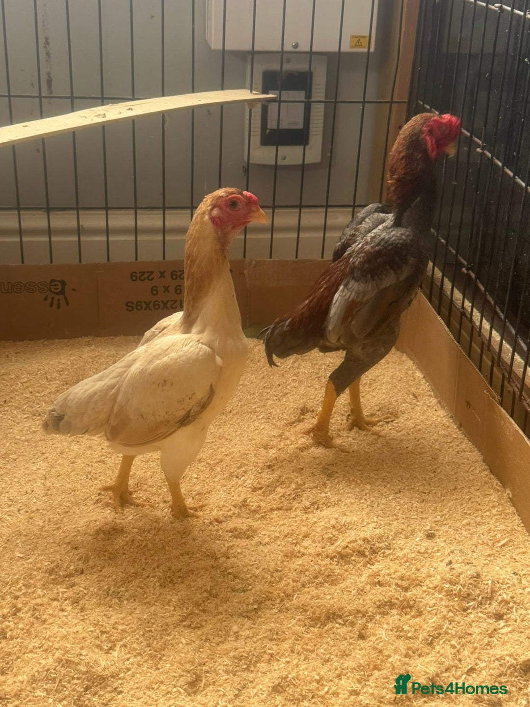 Mixed Breed livestock for sale: Ko shammo  - Advert 1