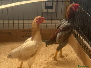 Mixed Breed livestock Ko shammo - Advert 16