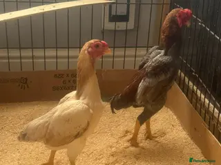 Mixed Breed livestock Ko shammo - Advert 1