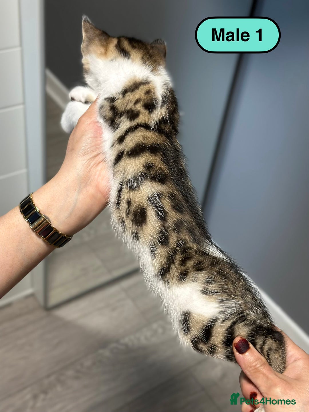 Bengal cats for sale: Gorgeous Bengal X Kittens!! - Image 6
