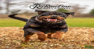 Rottweiler dogs - Advert 15