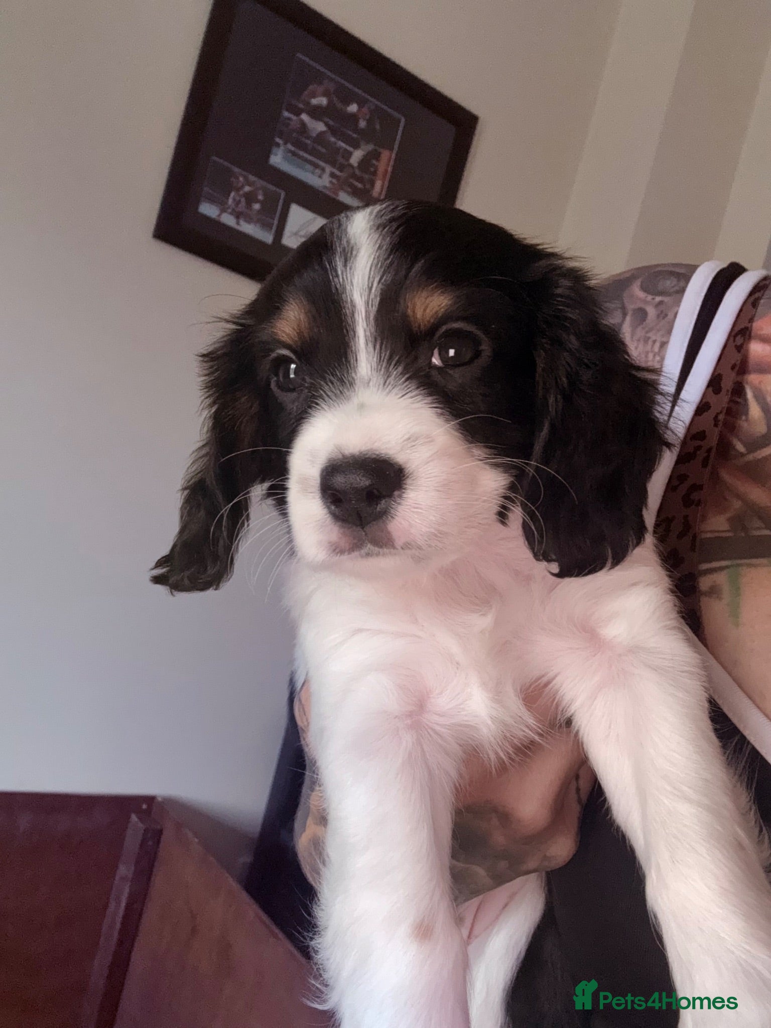 Cavapoo dogs *Ready to leave this week* Cavapoo puppies  - Advert 4