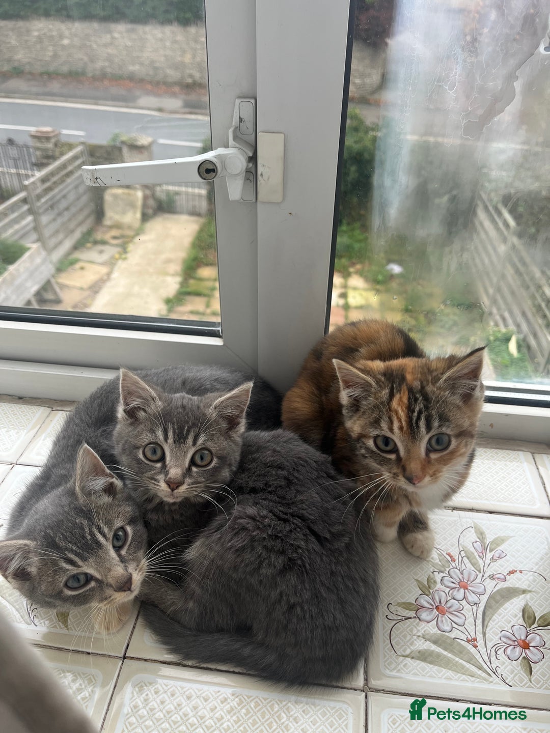Mixed Breed cats for sale: Gorgeous kittens. Too pretty to be farm cats! - Advert 1