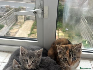 Mixed Breed cats Gorgeous kittens. Too pretty to be farm cats! - Advert 2