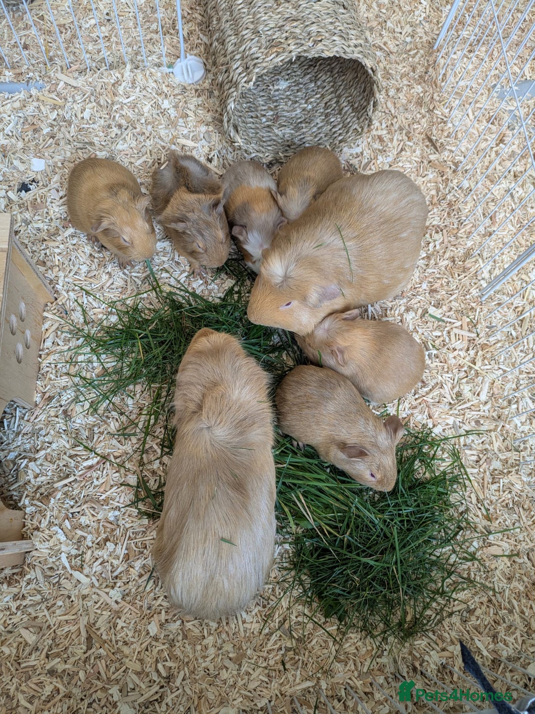 Guinea Pig rodents for sale: 4 Baby Boy Guinea Pigs  - Image 11