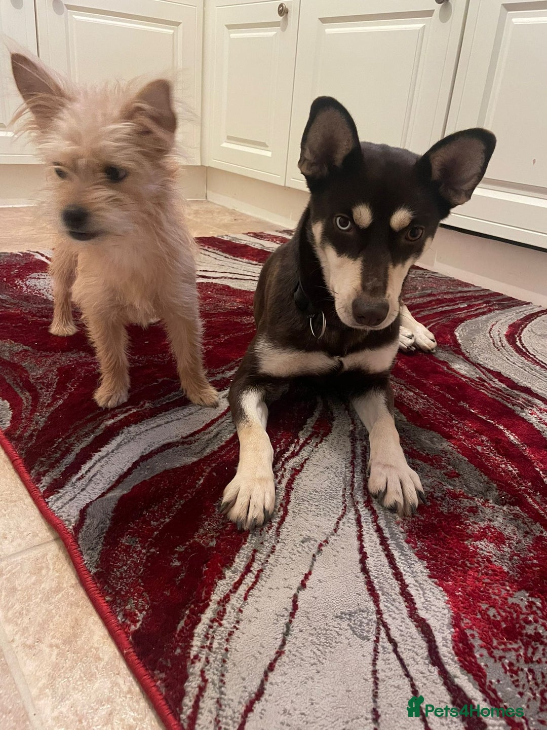 Mixed Breed dogs for adoption: ❤️Azara❤️: 3-year-old small-to-low-medium girl  - Advert 6