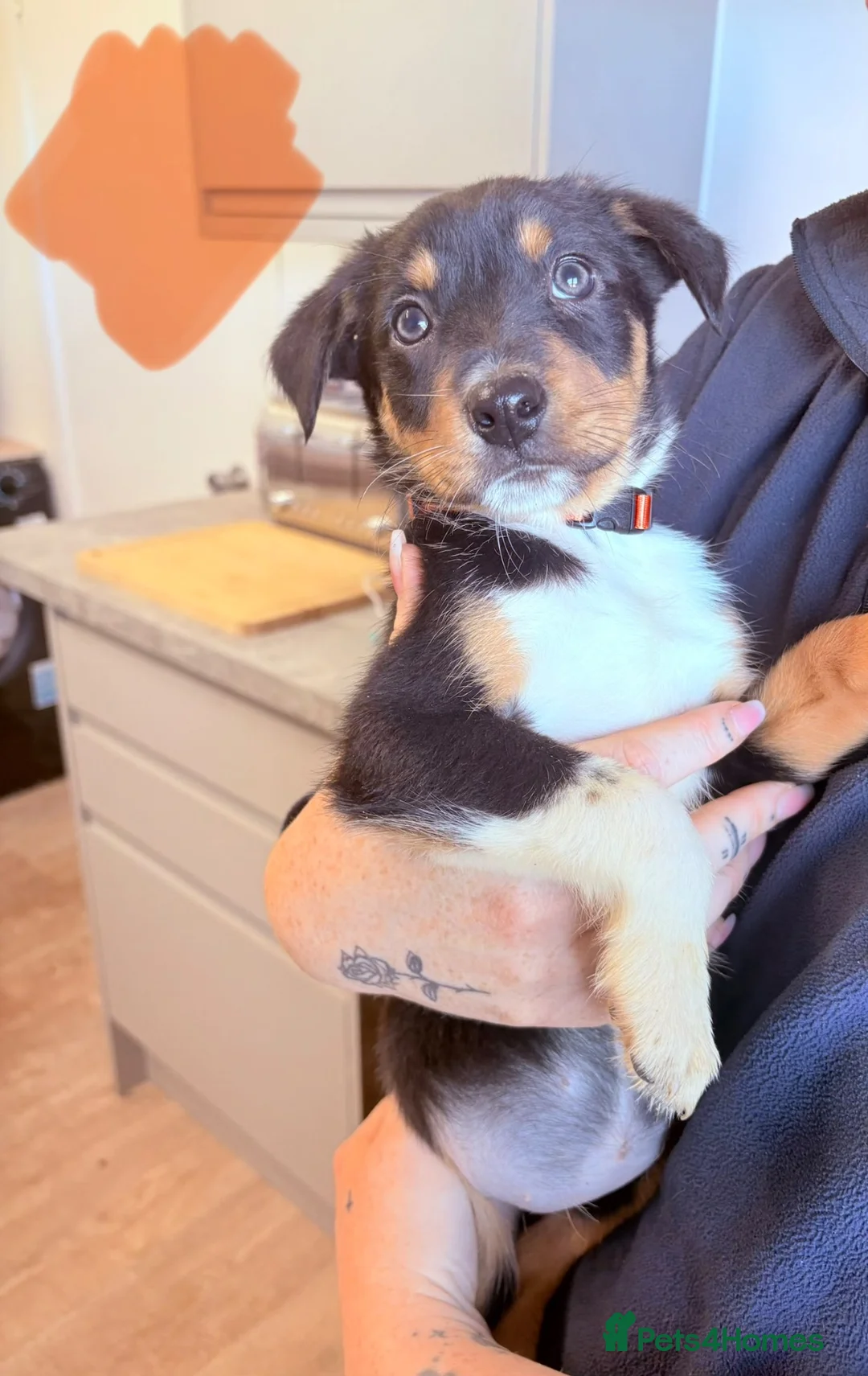 Mixed Breed dogs for sale: Border collie x Hunterway puppies in Crieff - Advert 2