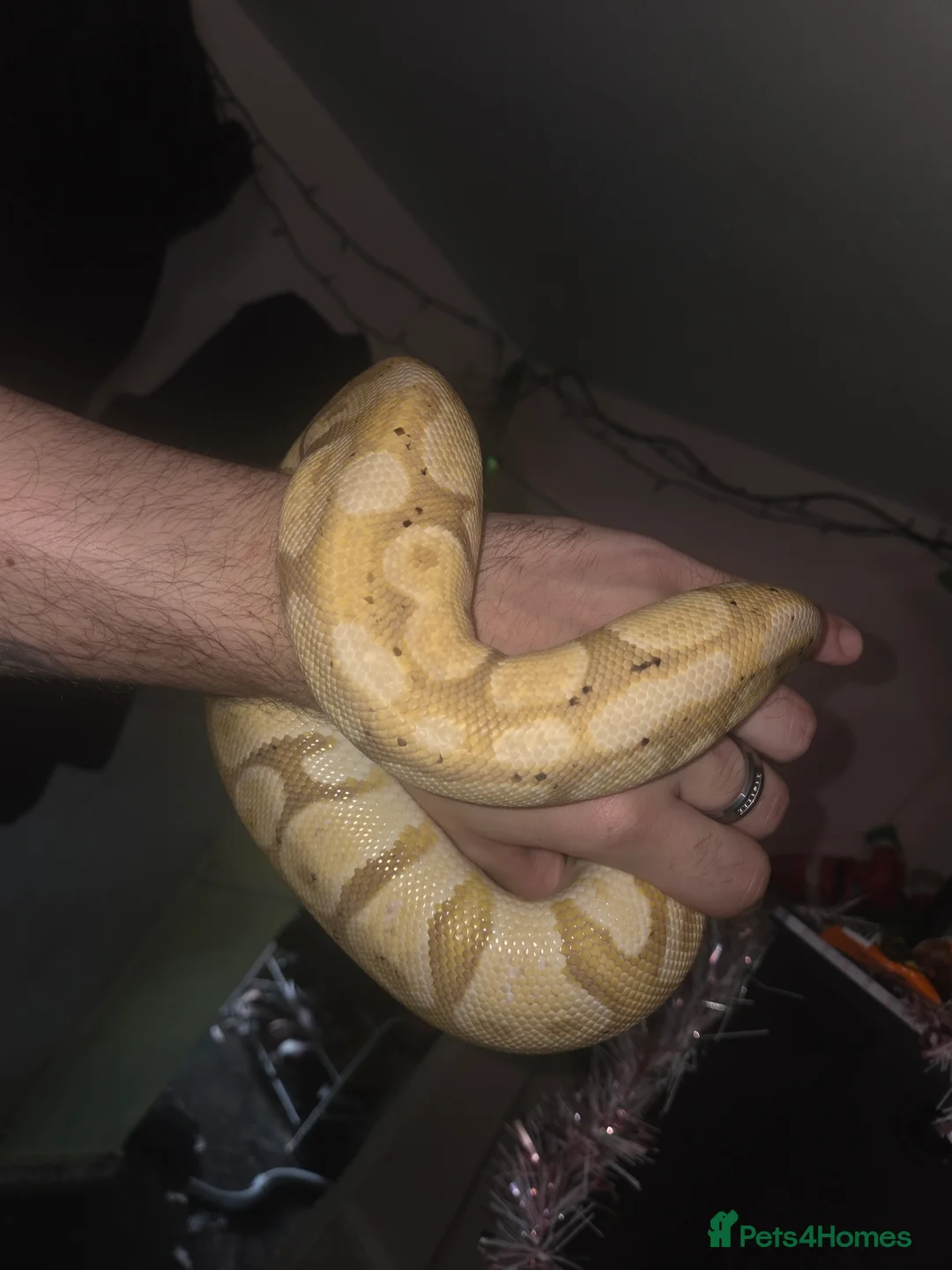 Python Snake reptiles for sale: 3 female royal pythons All 3 for 160 today only! - Advert 4