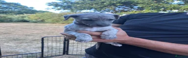 Whippet 3