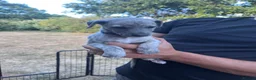 Whippet dogs for sale: Pedigree English Whippet Puppies  in Salisbury - Advert 13