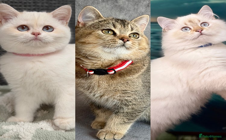 British Shorthair cats - Advert 10