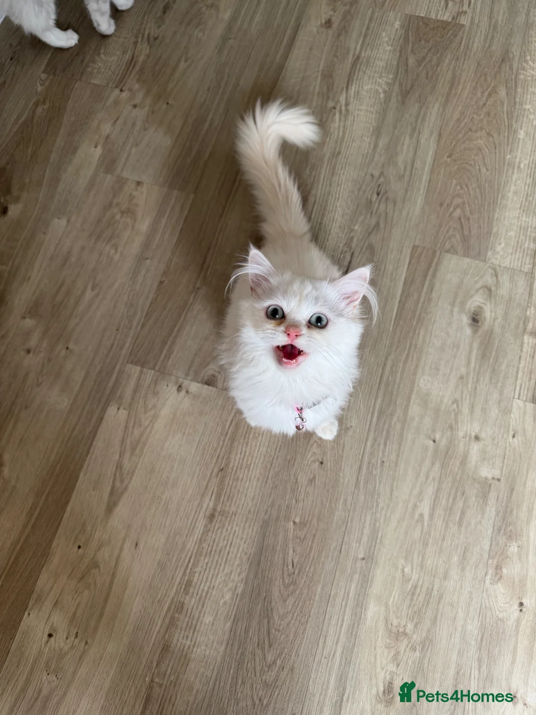 Persian cats for sale: BOY LEFT  - Advert 19