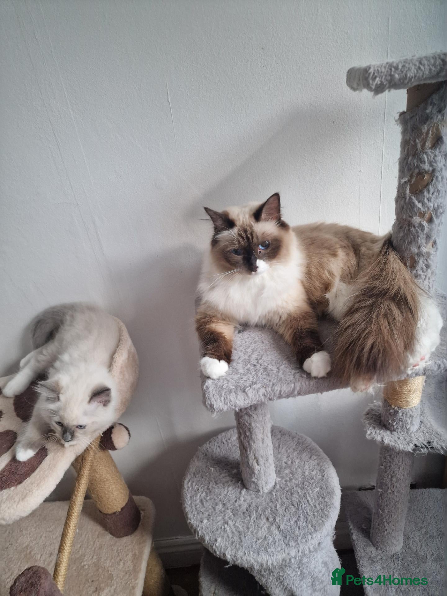 Ragdoll cats 5 ragdoll kittens are looking for homes. - Advert 1