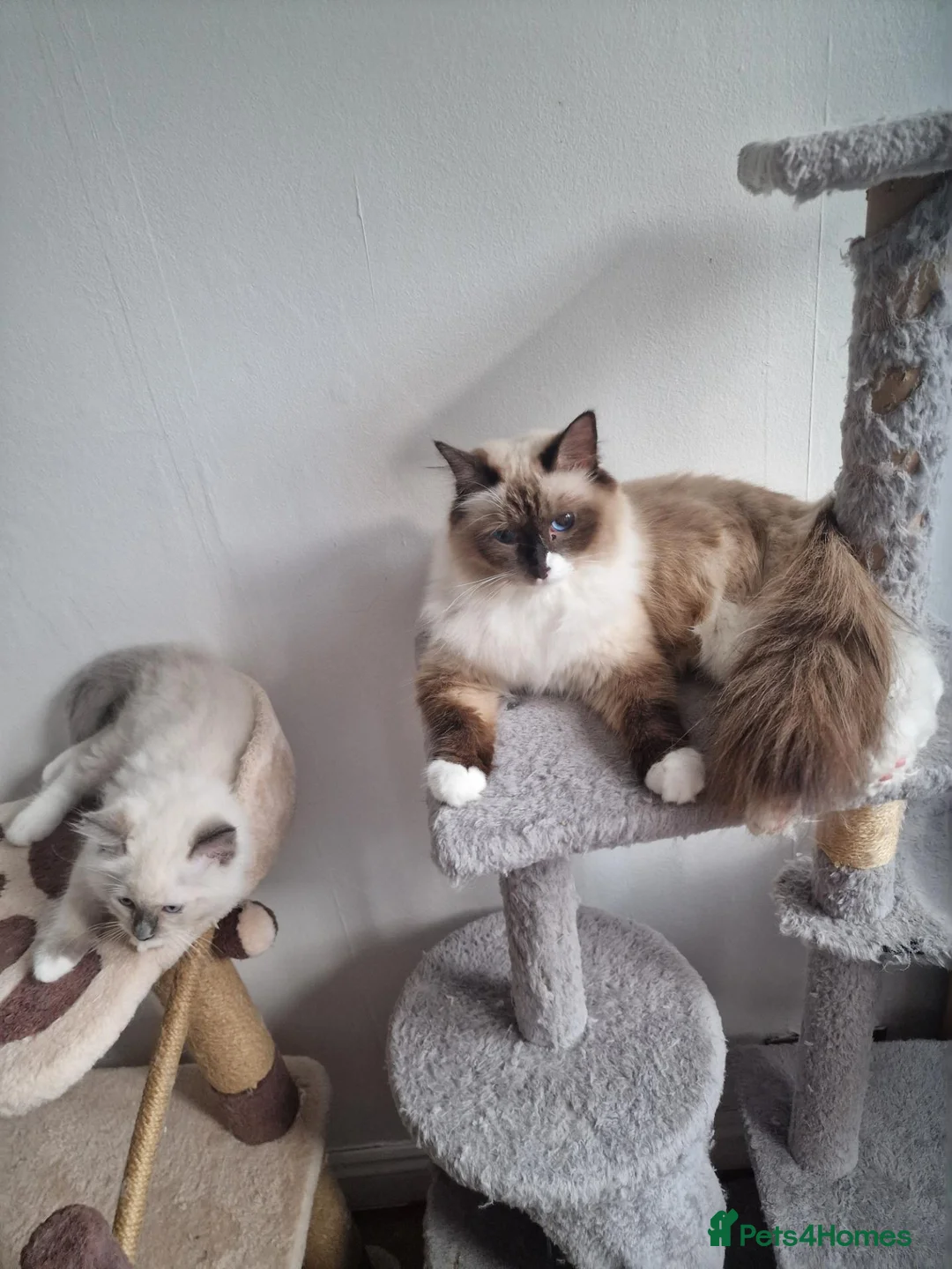 Ragdoll cats for sale: 5 ragdoll kittens are looking for homes. - Advert 1