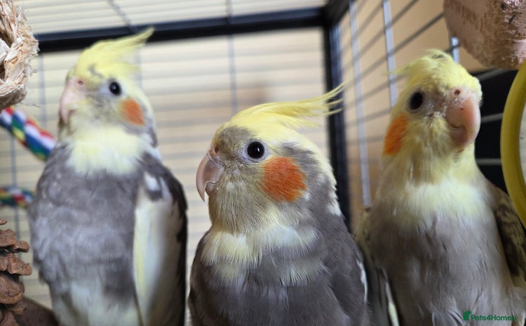 Cockatiels birds - Advert 2