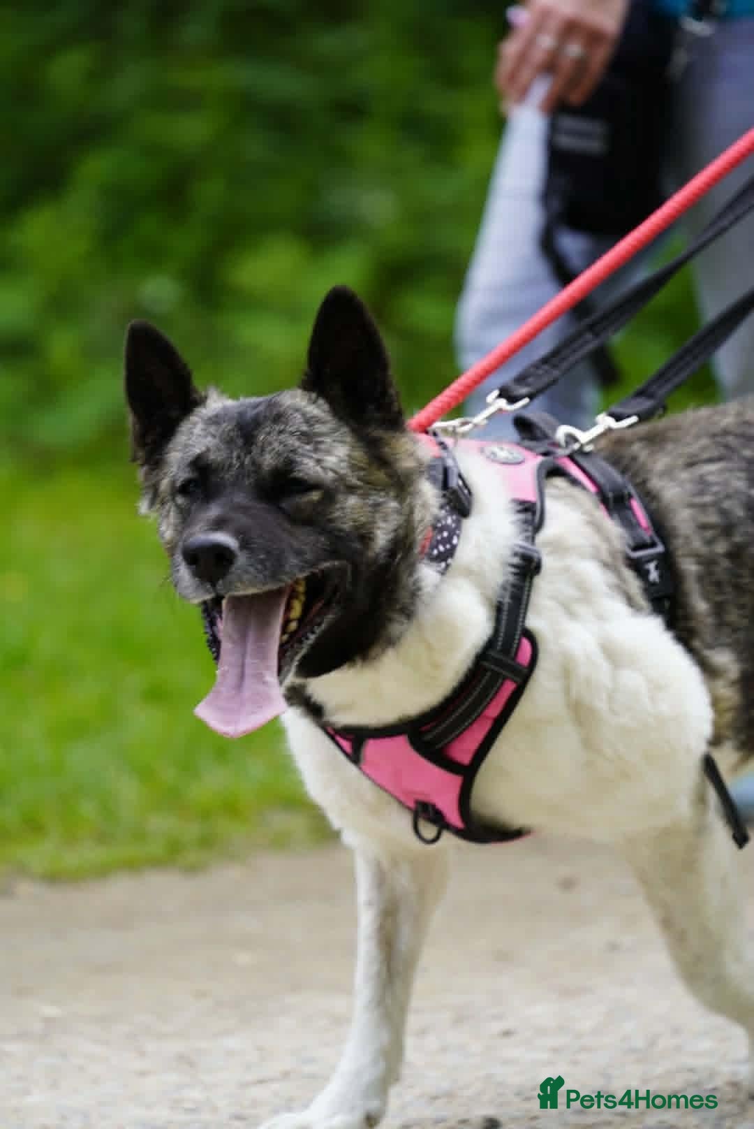 Akita dogs Matilda - Advert 2
