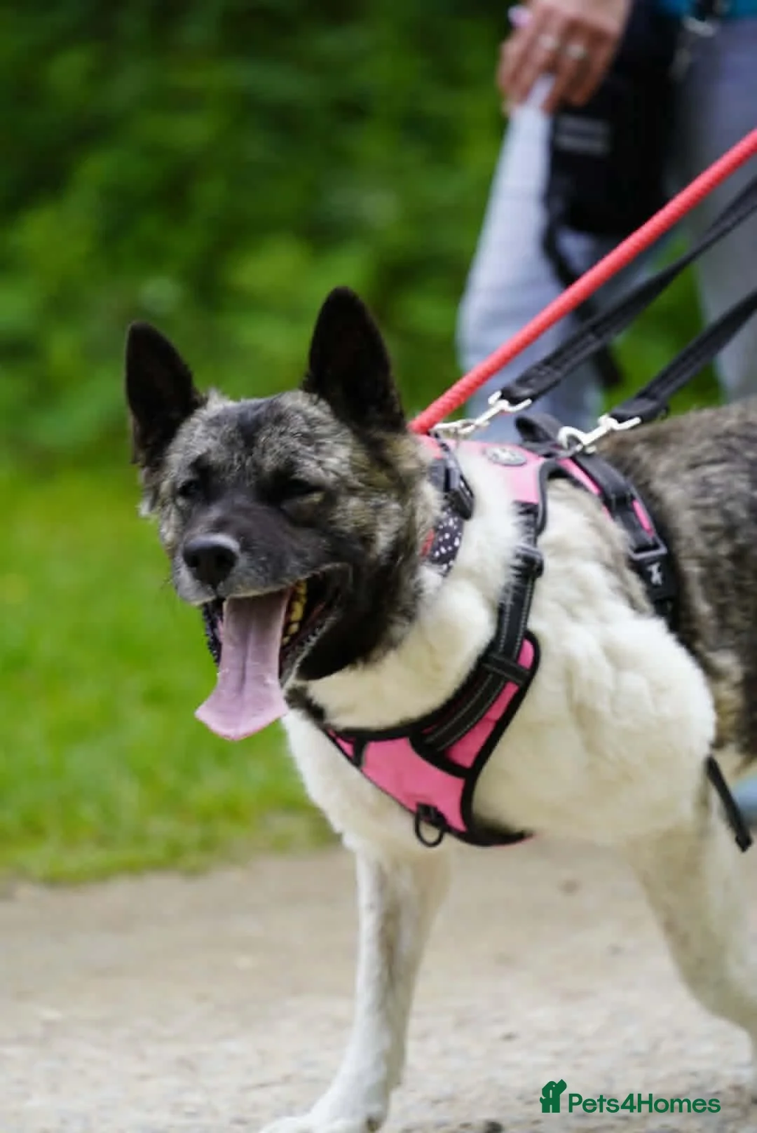 Akita dogs for adoption: Matilda - Advert 1