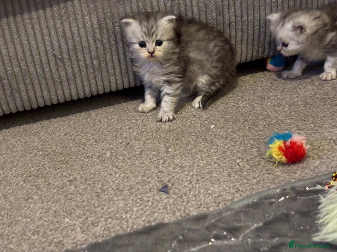 Maine Coon cats for sale: Maincoon / Persian babies looking for laps  - Advert 9