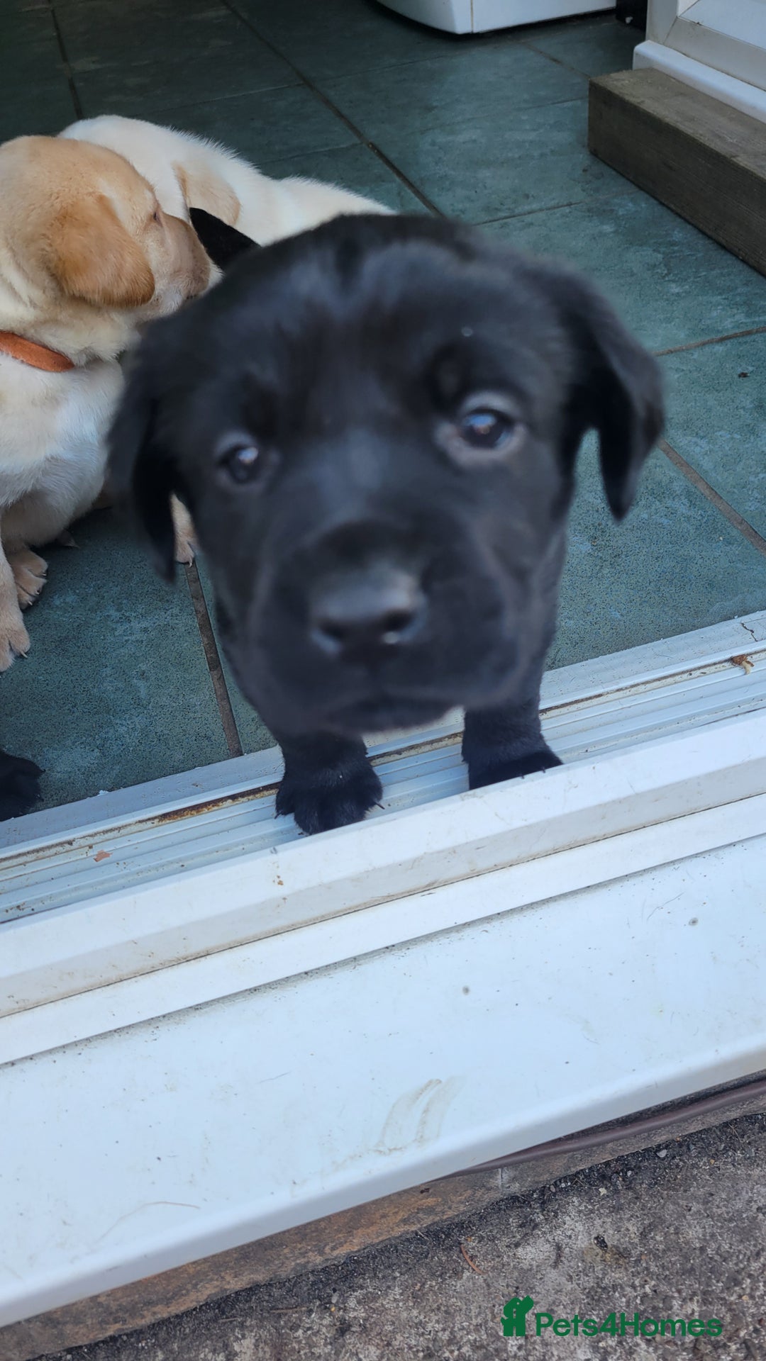 Labrador Retriever dogs for sale: Family bred Labrador puppies - Image 8