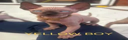 Sphynx cats for sale: Beautiful Sphynx Kittens Looking for Loving Homes in Warminster - Advert 5