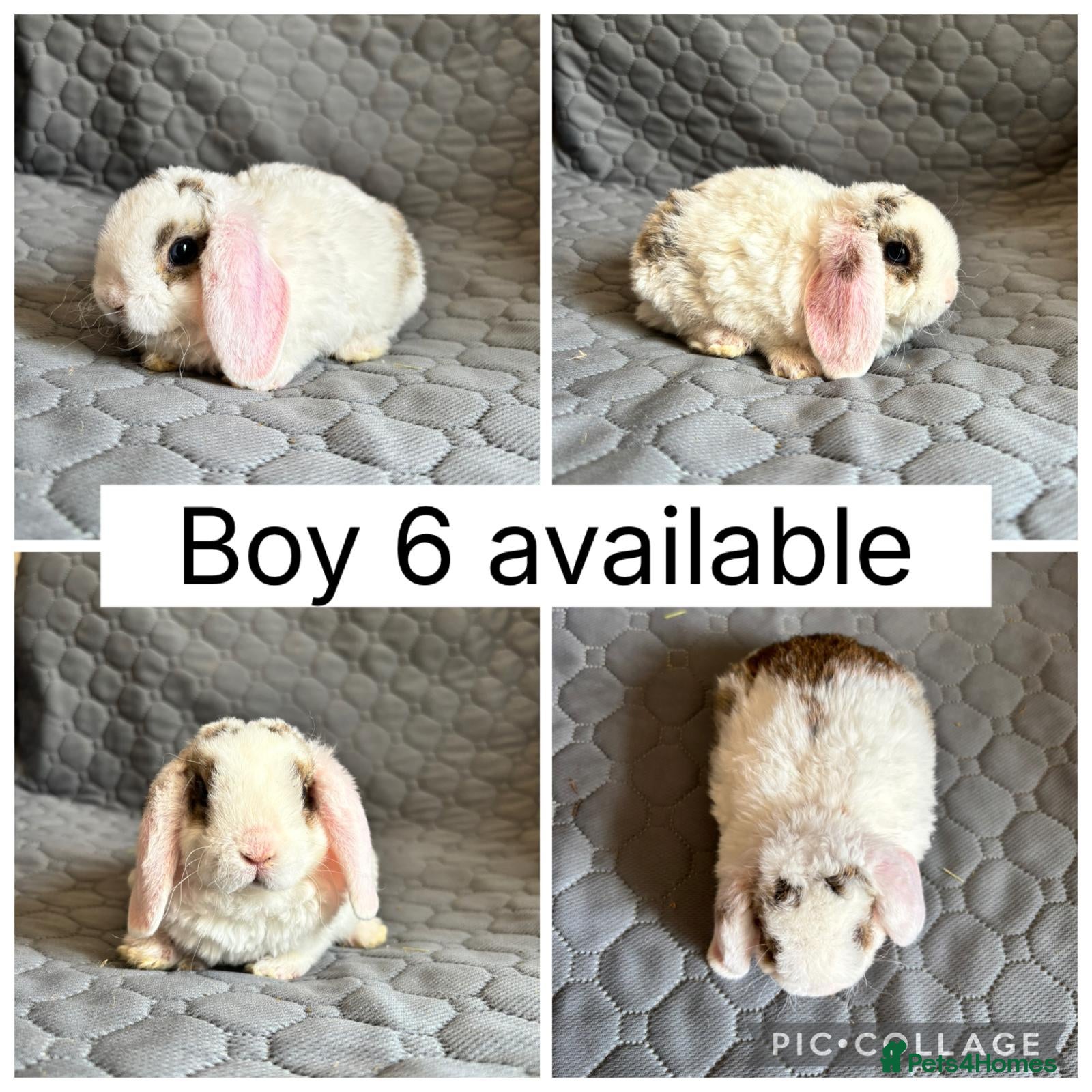 Mini Lop rabbits 5 beautiful baby mini lops ready to reserve - Advert 2