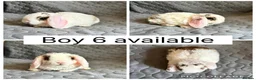 Mini Lop rabbits for sale: 5 beautiful baby mini lops ready to reserve - Advert 2