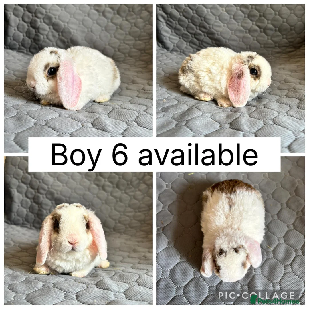 Mini Lop rabbits for sale: 5 beautiful baby mini lops ready to reserve - Advert 2