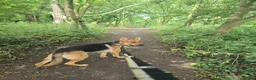 German Shepherd dogs for sale: 1 year old GermanShepherd - Advert 2