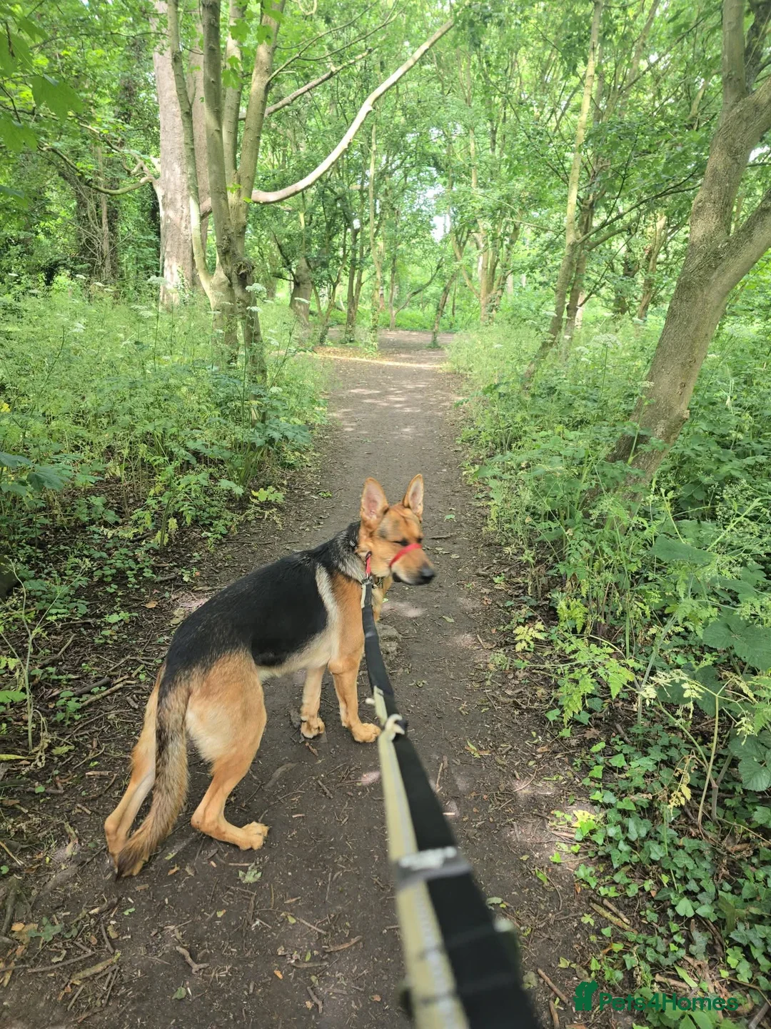 German Shepherd dogs for sale: 1 year old GermanShepherd - Advert 2