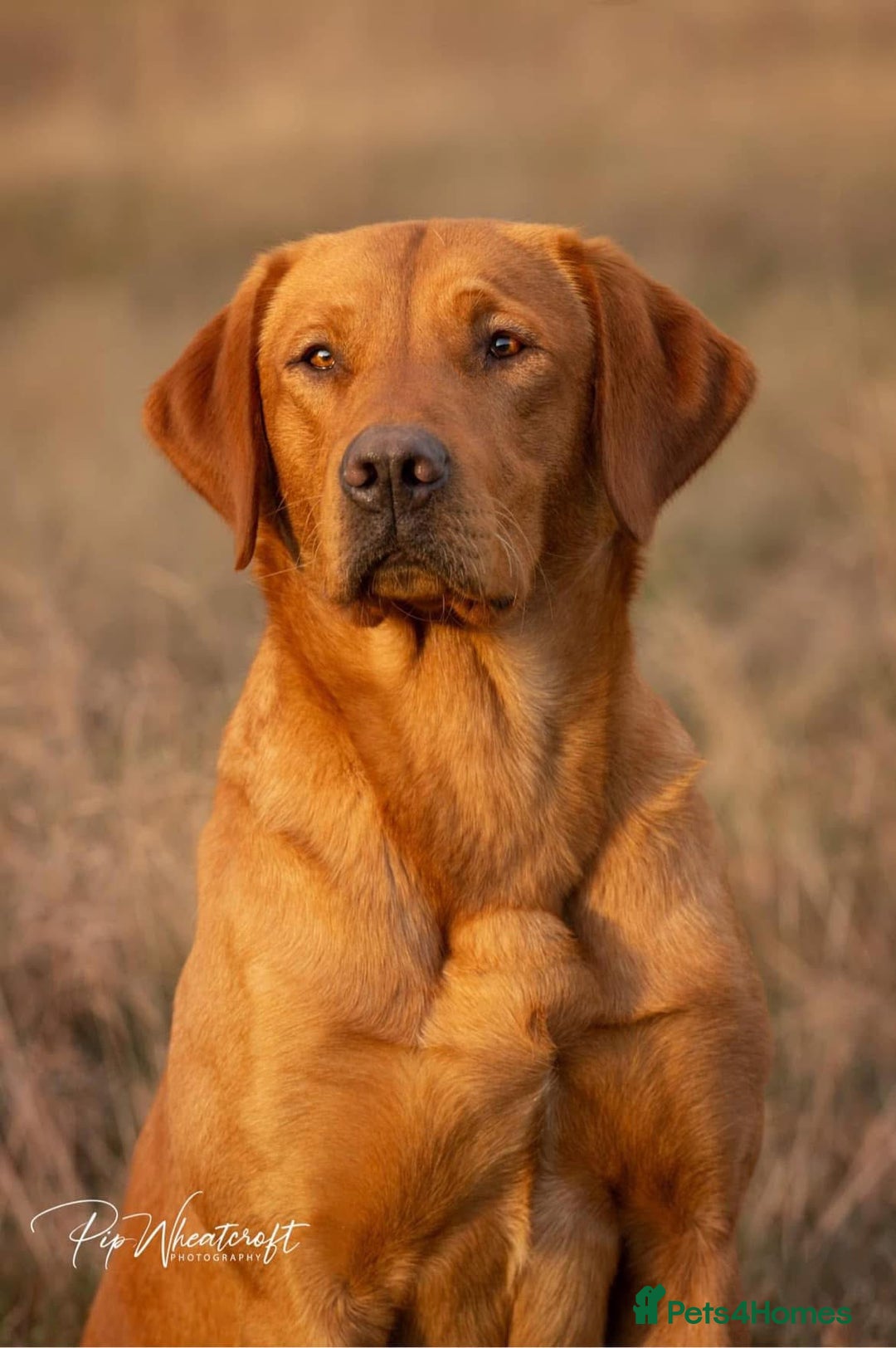 Labrador Retriever dogs for sale: Working Labrador Puppies - Image 6