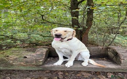 Labrador Retriever dogs for sale: Loving teenage labrador - Image 5