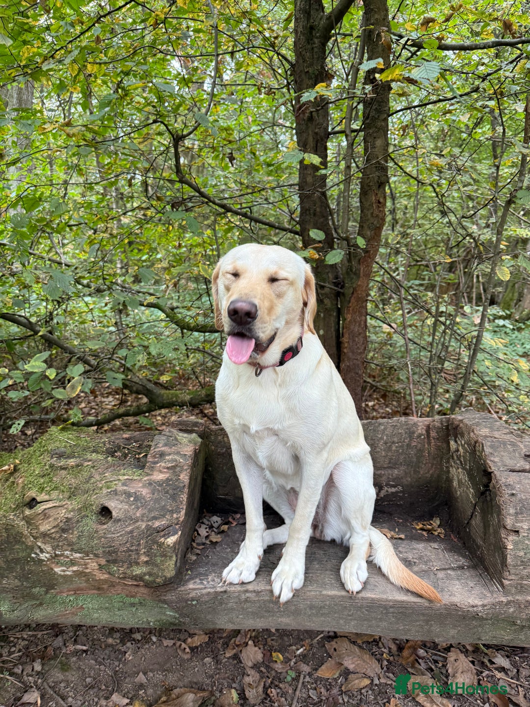 Labrador Retriever dogs for sale: Loving teenage labrador - Image 5