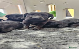Labrador Retriever dogs for sale: 6 BEAUTIFUL BLACK PUPPIES. LAB CROSS COCKER - Image 3