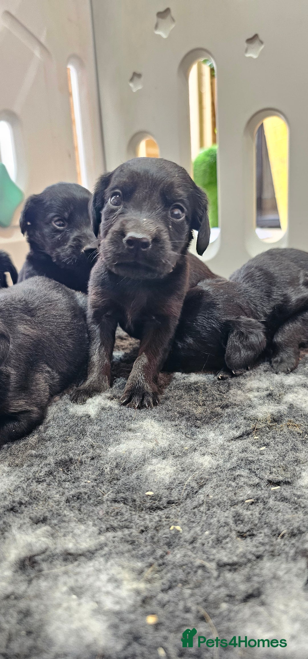 Labrador Retriever dogs for sale: 6 BEAUTIFUL BLACK PUPPIES. LAB CROSS COCKER - Image 3